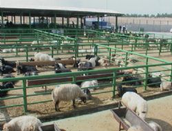 Kurbanlıklar pazara gelmeye başladı